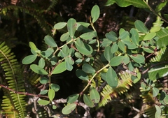 Euphorbia atrococca
