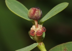 Euphorbia atrococca
