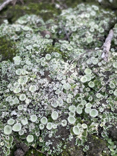 iNaturalist observation photo of pixie cup and reindeer lichens