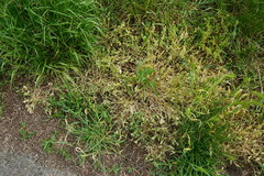 Sclerochloa dura