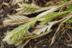 Sclerochloa dura