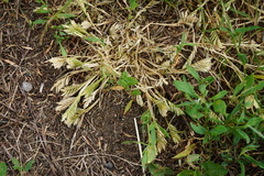 Sclerochloa dura