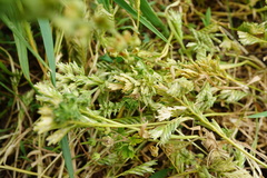 Sclerochloa dura