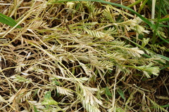 Sclerochloa dura