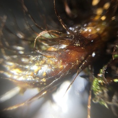 Tectaria griffithii