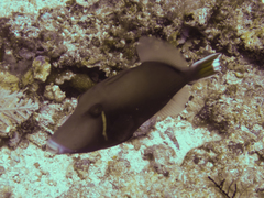Sufflamen chrysopterum
