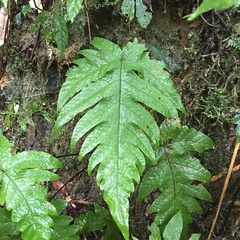 Tectaria griffithii