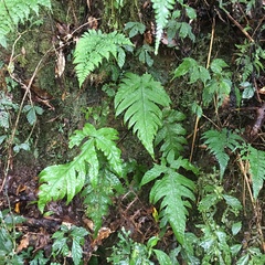 Tectaria griffithii
