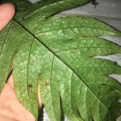 Tectaria griffithii