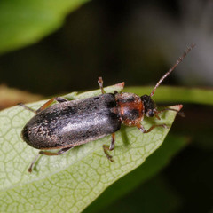 Osphya bipunctata