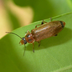 Osphya bipunctata