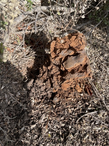 iNaturalist observation photo of Pisolithus