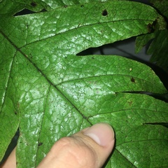 Tectaria griffithii