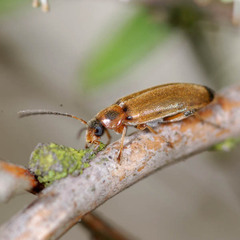 Osphya bipunctata
