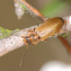 Osphya bipunctata