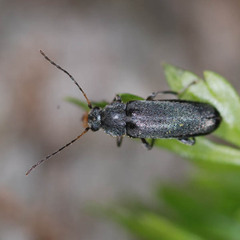 Osphya bipunctata
