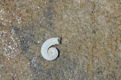 Spirula spirula