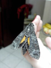 Isognathus allamandae