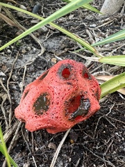 Clathrus crispus
