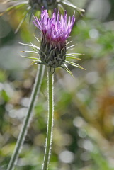 Carduus defloratus carlinifolius