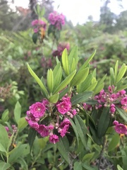 Kalmia