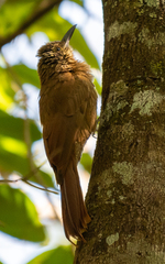 Dendrocolaptes platyrostris