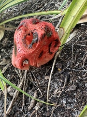 Clathrus crispus