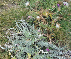 Carduus defloratus carlinifolius