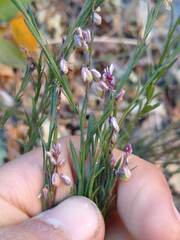 Polygala scoparioides