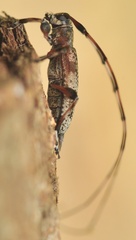 Acanthocinus griseus