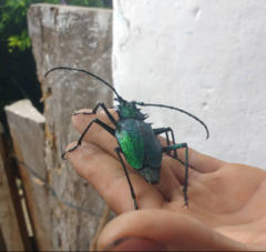 Psalidognathus friendii