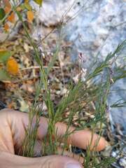 Polygala scoparioides
