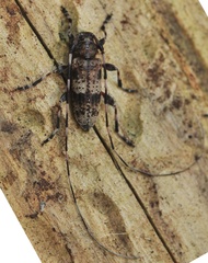 Acanthocinus griseus