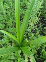 Hymenocallis littoralis