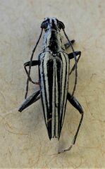 Navomorpha sulcata