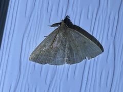 Zanclognatha jacchusalis