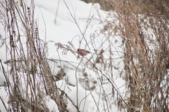 Carpodacus sibiricus