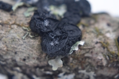 Collema subflaccidum