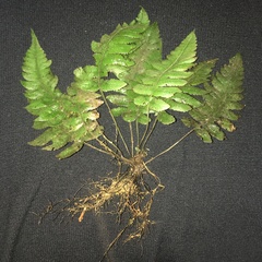 Stegnogramma dictyoclinoides