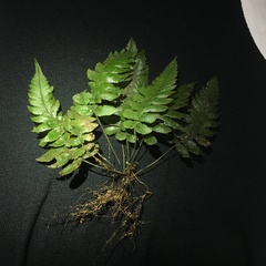 Stegnogramma dictyoclinoides