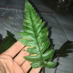 Stegnogramma dictyoclinoides