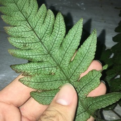 Stegnogramma dictyoclinoides