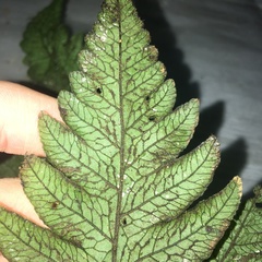 Stegnogramma dictyoclinoides