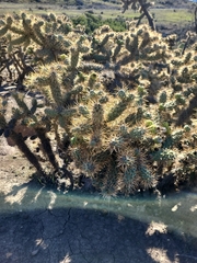 Cylindropuntia prolifera