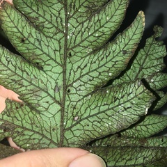 Stegnogramma dictyoclinoides