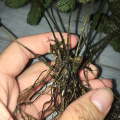 Stegnogramma dictyoclinoides