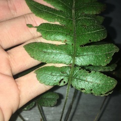 Stegnogramma dictyoclinoides