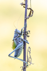 Gampsocleis gratiosa