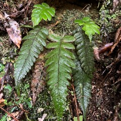 Stegnogramma dictyoclinoides