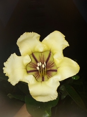 Solandra maxima